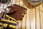 [ハロウィン]チョコサンドクッキー