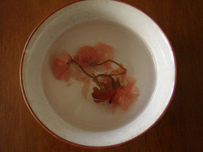 桜彩る☆抹茶の石畳チョコレート