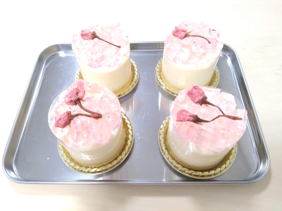 桜とホワイトチョコレートのムースケーキ　桜ゼリー添え